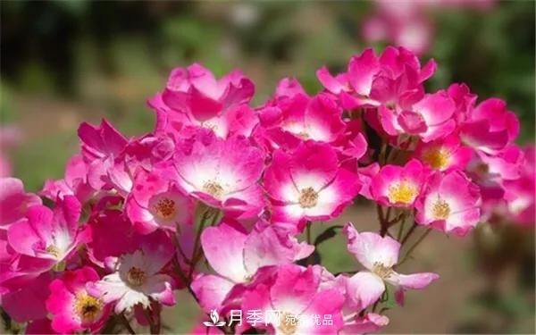 地被月季～城鄉(xiāng)綠化、園林美化的優(yōu)秀選擇（附：品種說明及圖片）(圖4)