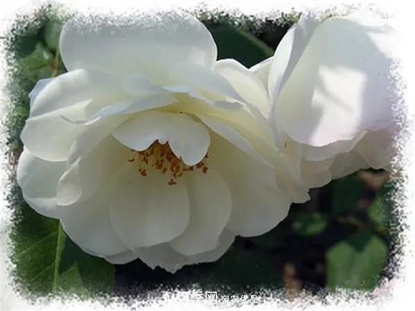 地被月季～城鄉(xiāng)綠化、園林美化的優(yōu)秀選擇（附：品種說明及圖片）(圖7)