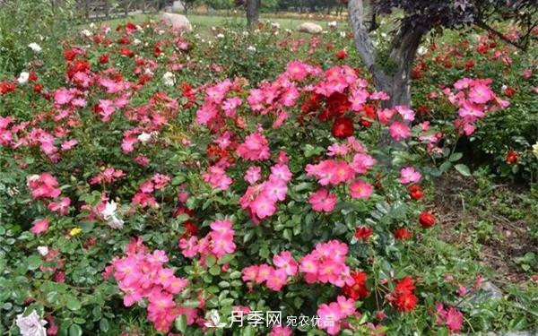 地被月季～城鄉(xiāng)綠化、園林美化的優(yōu)秀選擇（附：品種說明及圖片）(圖10)