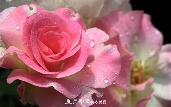 地被月季～城鄉(xiāng)綠化、園林美化的優(yōu)秀選擇（附：品種說明及圖片）(圖11)