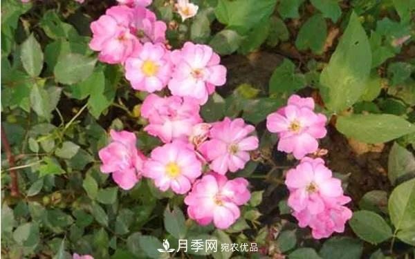 地被月季～城鄉(xiāng)綠化、園林美化的優(yōu)秀選擇（附：品種說明及圖片）(圖13)