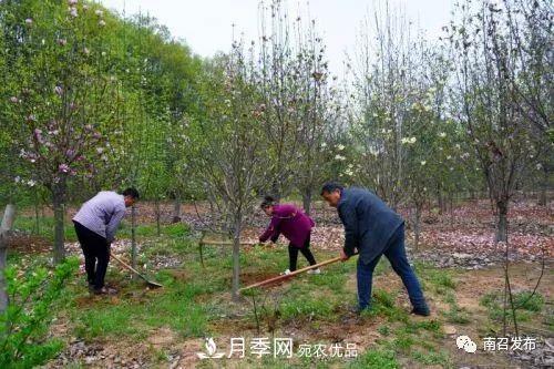 從賣藥材--賣花木---賣盆景 南召玉蘭花木成為現(xiàn)代農(nóng)業(yè)一張絢麗“名片(圖5)