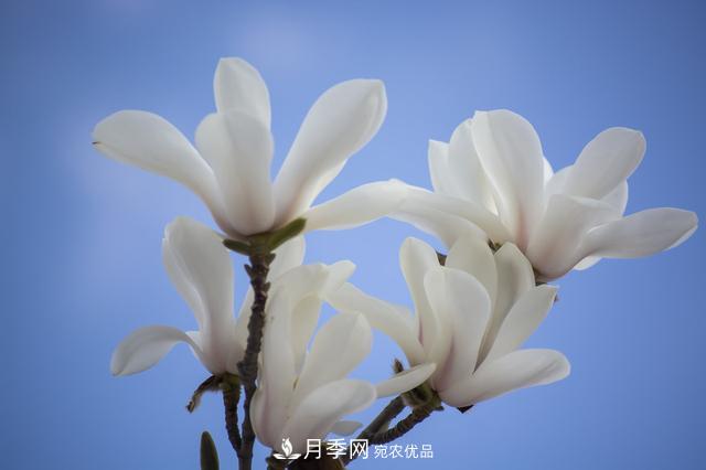 玉蘭樹：花先枝葉開，綻放一樹華(圖1)