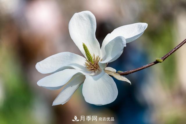 玉蘭樹：花先枝葉開，綻放一樹華(圖2)
