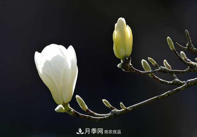 玉蘭樹：花先枝葉開，綻放一樹華(圖3)