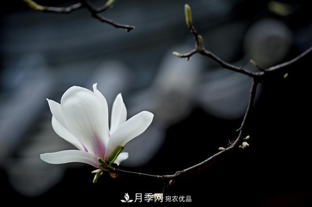 玉蘭樹：花先枝葉開，綻放一樹華(圖7)