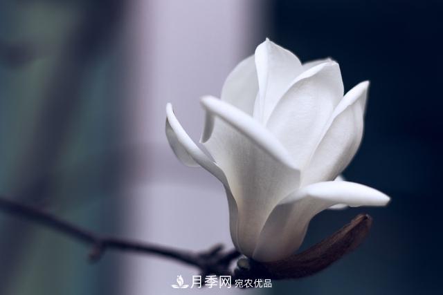 玉蘭樹：花先枝葉開，綻放一樹華(圖5)