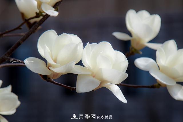 玉蘭樹：花先枝葉開，綻放一樹華(圖6)