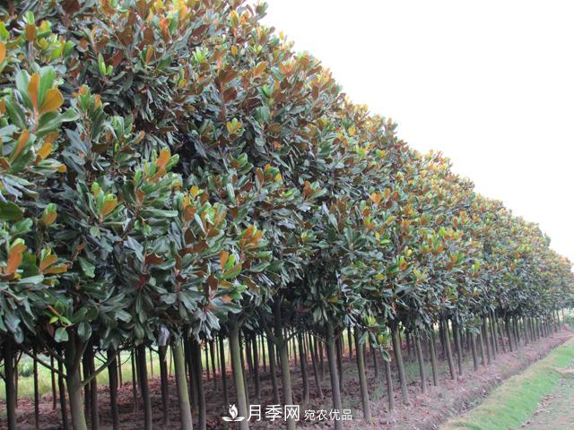 南陽(yáng)南召白玉蘭多少錢(qián)一棵(圖2)