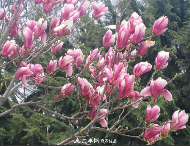 南陽(yáng)南召白玉蘭多少錢(qián)一棵(圖1)