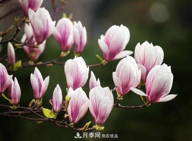 玉蘭不好養(yǎng)？避免這4個(gè)問題，植株生長(zhǎng)旺盛，枝繁葉茂開花多(圖1)