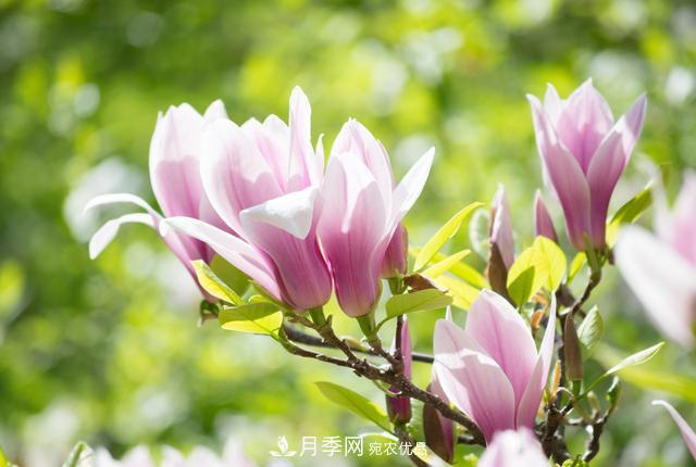 玉蘭不好養(yǎng)？避免這4個(gè)問題，植株生長(zhǎng)旺盛，枝繁葉茂開花多(圖3)