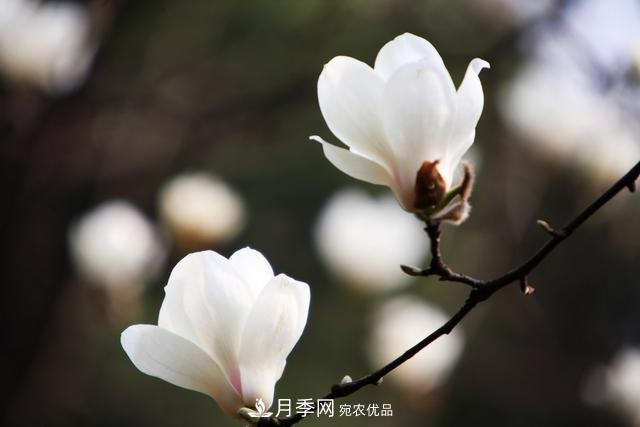 玉蘭不好養(yǎng)？避免這4個(gè)問題，植株生長(zhǎng)旺盛，枝繁葉茂開花多(圖5)
