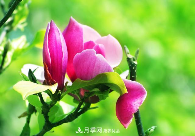 玉蘭不好養(yǎng)？避免這4個(gè)問題，植株生長(zhǎng)旺盛，枝繁葉茂開花多(圖6)