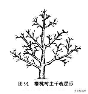 苗木的樹形怎么區(qū)分？(圖1)