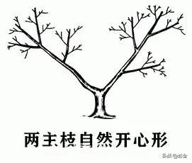 苗木的樹形怎么區(qū)分？(圖3)