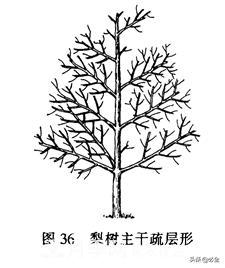 苗木的樹形怎么區(qū)分？(圖2)
