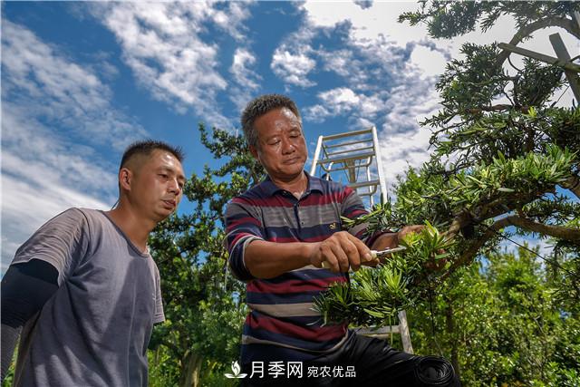 一樹一景，湖南長沙花木造型師的“雙搶”季(圖2)