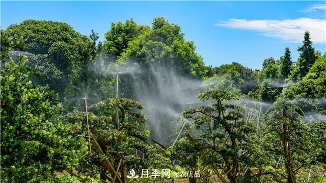 一樹一景，湖南長沙花木造型師的“雙搶”季(圖4)