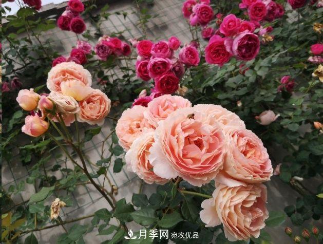 月季和薔薇有什么區(qū)別？買苗木前先知道4點(diǎn)，可省一大筆！(圖1)