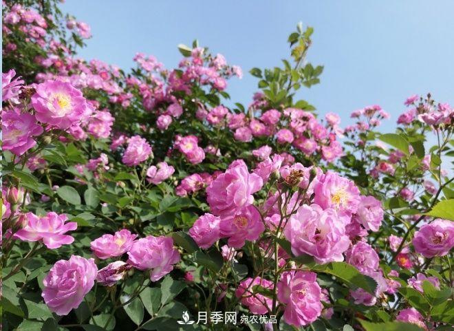 月季和薔薇有什么區(qū)別？買苗木前先知道4點(diǎn)，可省一大筆！(圖2)