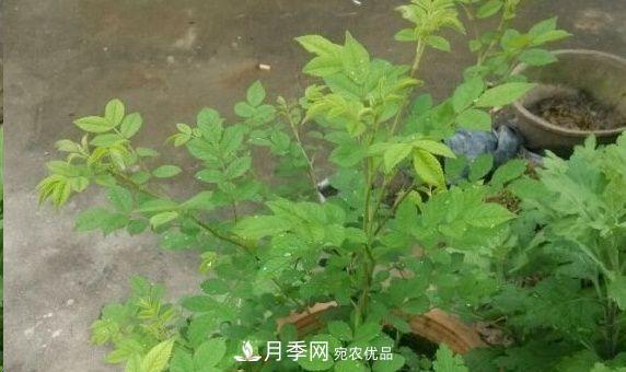 月季和薔薇有什么區(qū)別？買苗木前先知道4點(diǎn)，可省一大筆！(圖3)