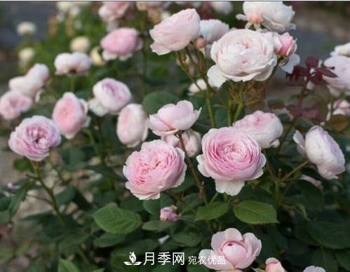 月季花長(zhǎng)花苞后，及時(shí)給它施一種肥，不然影響正常開(kāi)花(圖2)