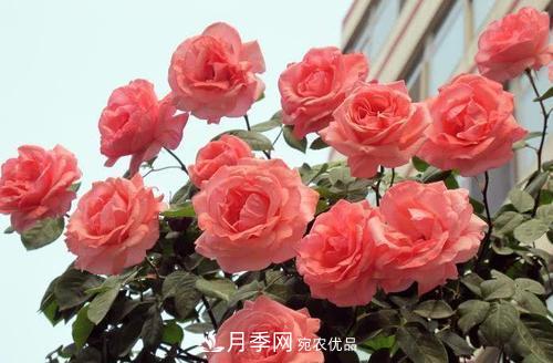 月季花長(zhǎng)花苞后，及時(shí)給它施一種肥，不然影響正常開(kāi)花(圖3)