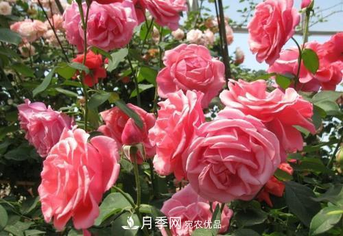 月季花長(zhǎng)花苞后，及時(shí)給它施一種肥，不然影響正常開(kāi)花(圖1)