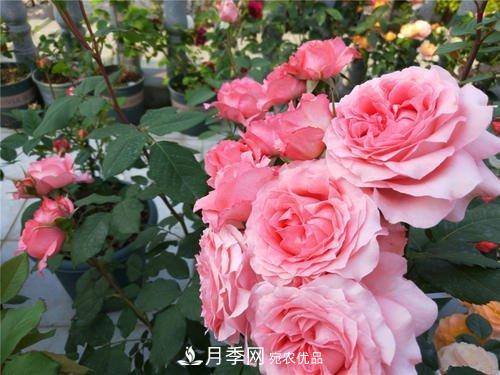 月季花長(zhǎng)花苞后，及時(shí)給它施一種肥，不然影響正常開(kāi)花(圖4)
