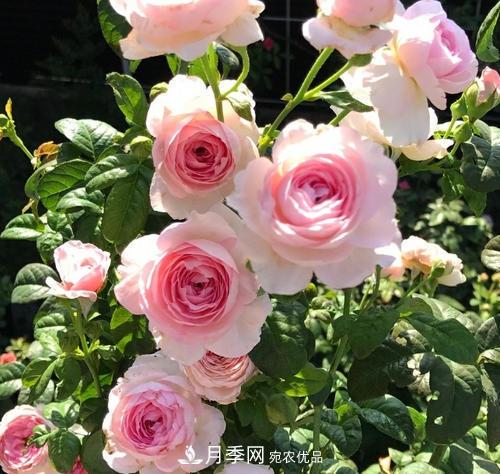 夏天養(yǎng)月季花，了解掌握4個(gè)要點(diǎn)，秋花開(kāi)爆盆(圖1)