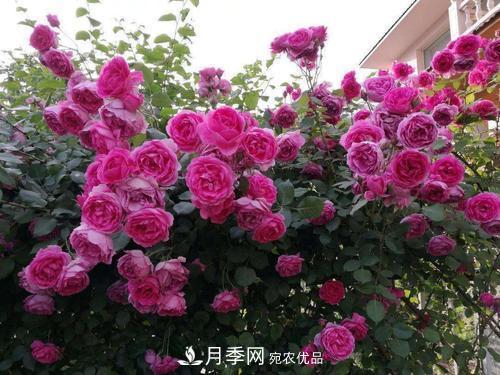 夏天養(yǎng)月季花，了解掌握4個(gè)要點(diǎn)，秋花開(kāi)爆盆(圖4)
