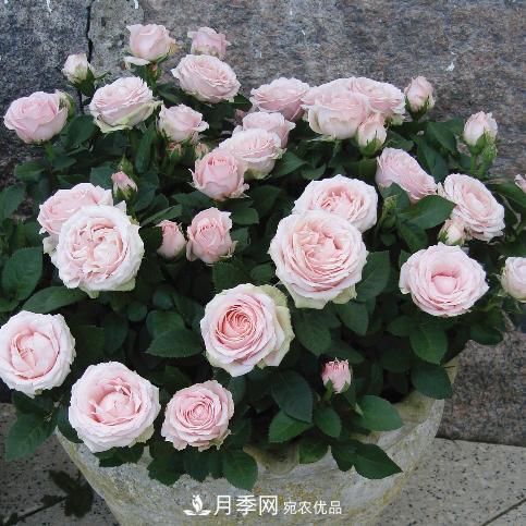 夏天養(yǎng)月季花，了解掌握4個(gè)要點(diǎn)，秋花開(kāi)爆盆(圖2)