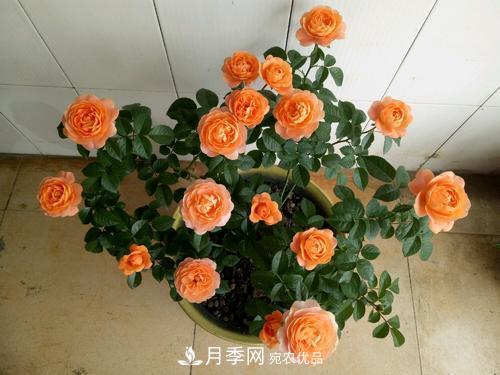 夏天養(yǎng)月季花，了解掌握4個(gè)要點(diǎn)，秋花開(kāi)爆盆(圖5)