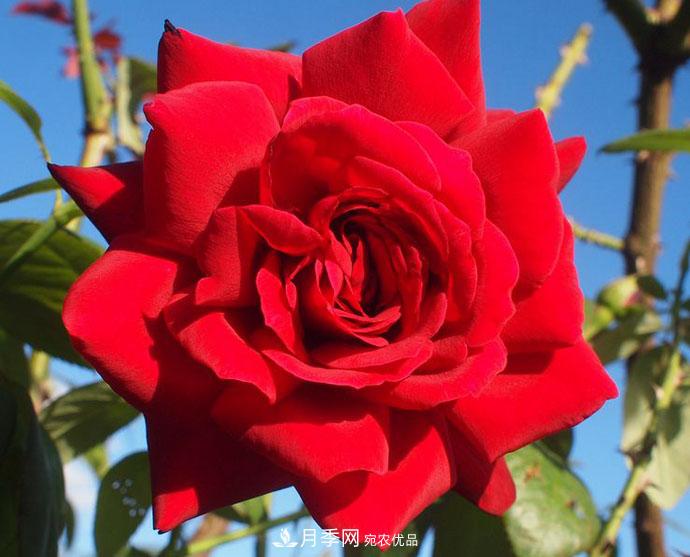 紅衣主教大花月季，花型漂亮，非常耐開(圖1)
