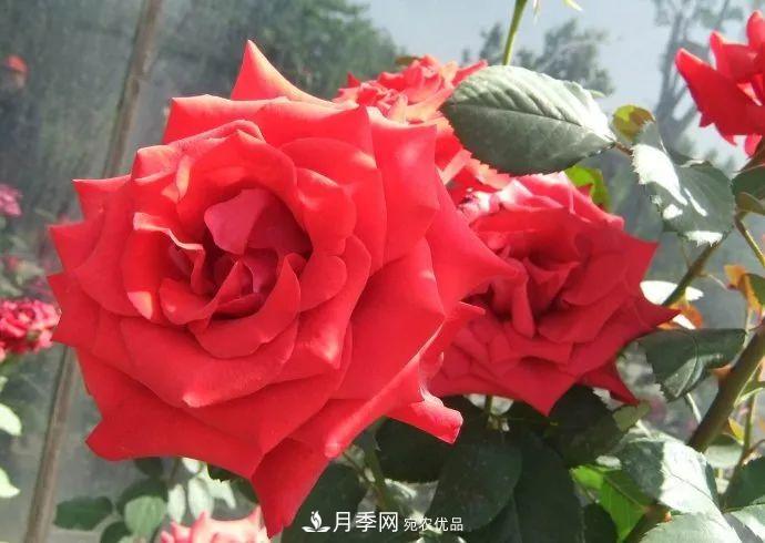 紅衣主教大花月季，花型漂亮，非常耐開(圖2)