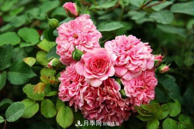 月季界的4大開(kāi)花品種，養(yǎng)2種就擁有一個(gè)花園(圖5)