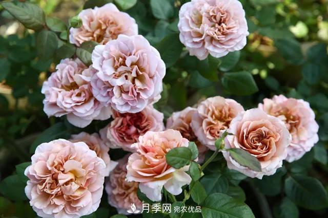 10種復(fù)古色月季，氣質(zhì)炸裂！花友值得入手！(圖1)