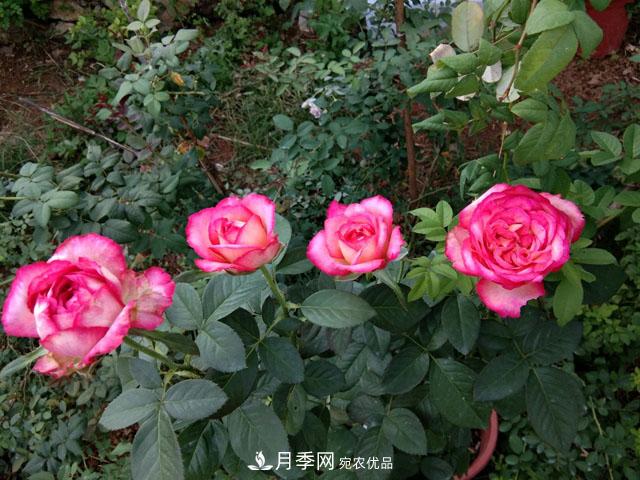 盆栽月季難養(yǎng)？掌握這3點，盆栽比地栽月季還好養(yǎng)！(圖1)
