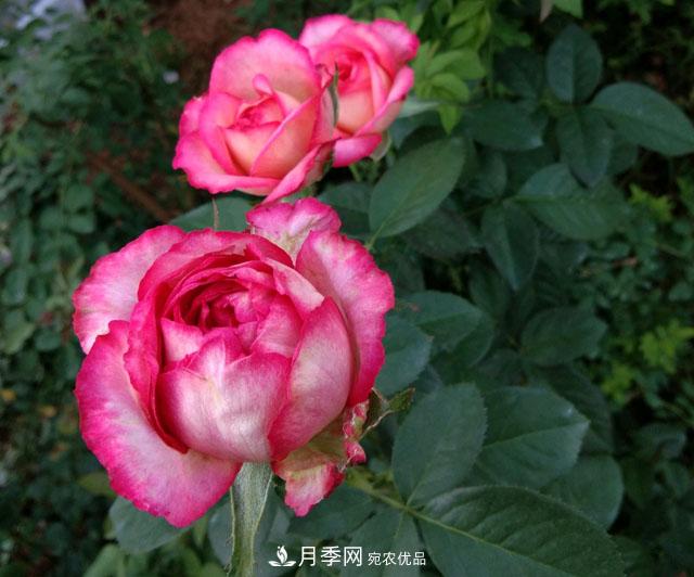 盆栽月季難養(yǎng)？掌握這3點，盆栽比地栽月季還好養(yǎng)！(圖2)