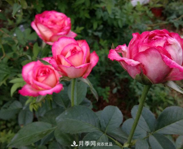 盆栽月季難養(yǎng)？掌握這3點，盆栽比地栽月季還好養(yǎng)！(圖3)