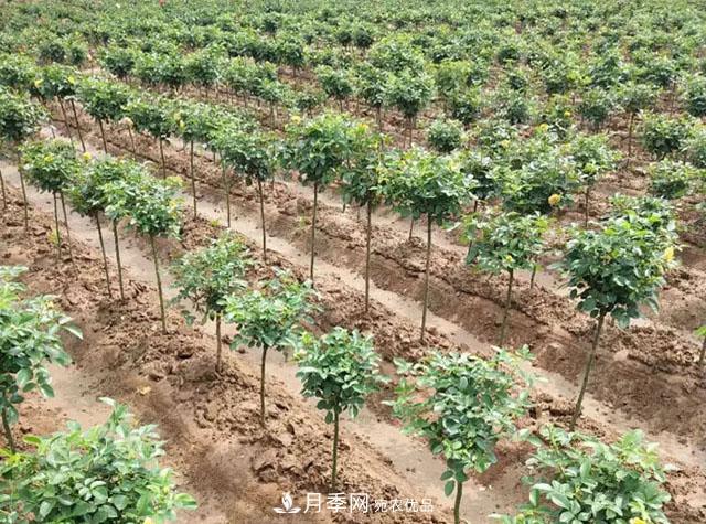 212種常用苗木知識(shí)匯總，建議收藏(圖1)