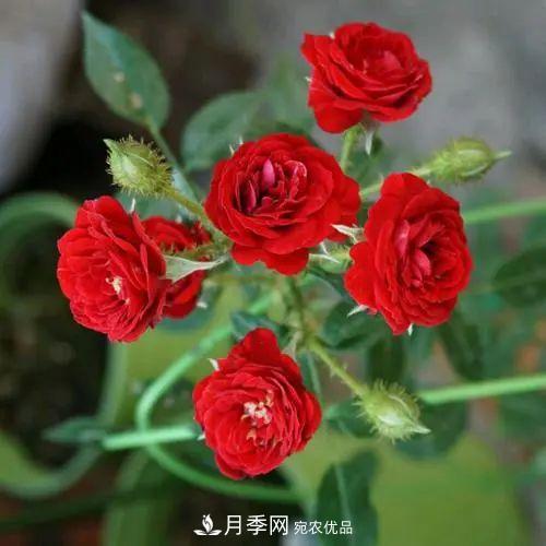 5種適合種在陽(yáng)臺(tái)的月季，生病幾率小，開花有特色(圖1)