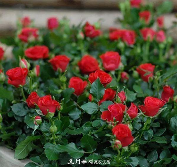 5種適合種在陽(yáng)臺(tái)的月季，生病幾率小，開花有特色(圖3)