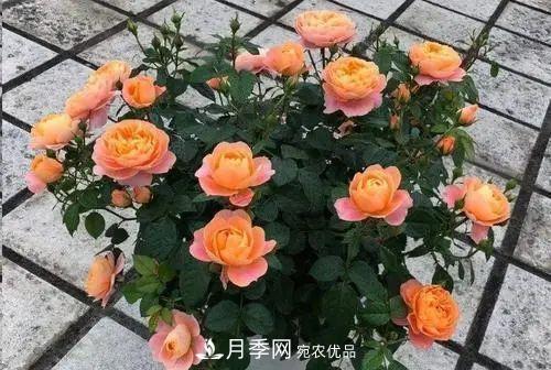 5種適合種在陽(yáng)臺(tái)的月季，生病幾率小，開花有特色(圖4)