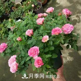 5種適合種在陽(yáng)臺(tái)的月季，生病幾率小，開花有特色(圖6)