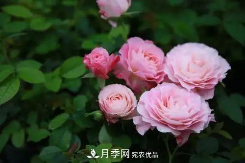 5種適合種在陽(yáng)臺(tái)的月季，生病幾率小，開花有特色(圖5)