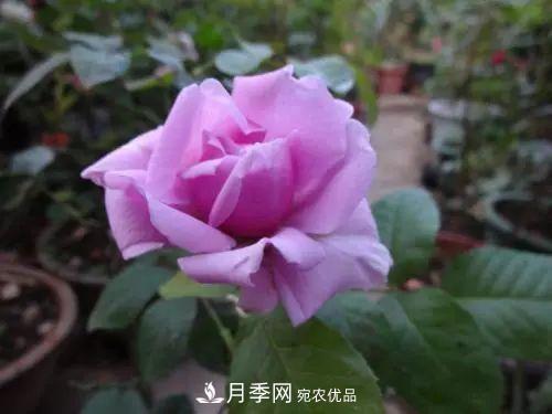 5種適合種在陽(yáng)臺(tái)的月季，生病幾率小，開花有特色(圖8)