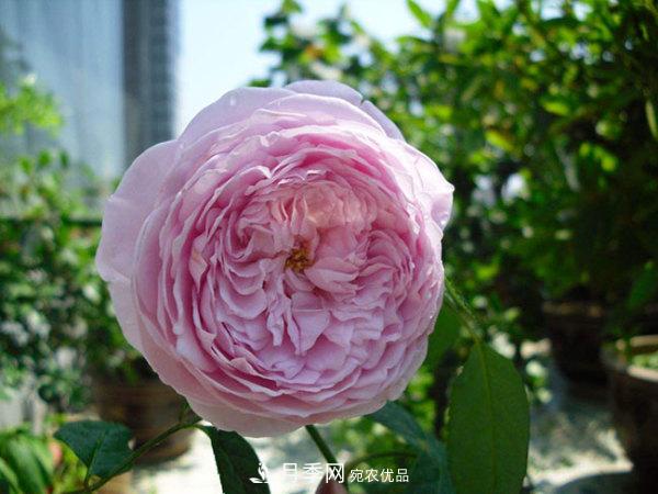推薦4種優(yōu)秀藤本月季，開花多一開就停不下來(圖1)
