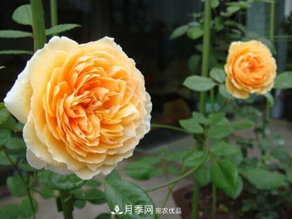 推薦4種優(yōu)秀藤本月季，開花多一開就停不下來(圖3)